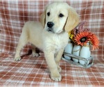 Puppy Mackenzie Golden Retriever