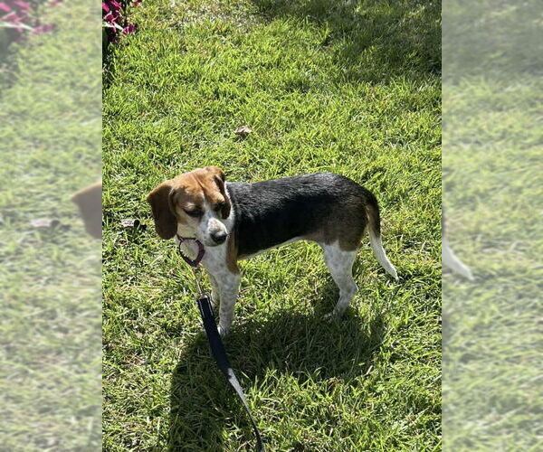 Medium Photo #8 Beagle-Unknown Mix Puppy For Sale in Rockaway, NJ, USA