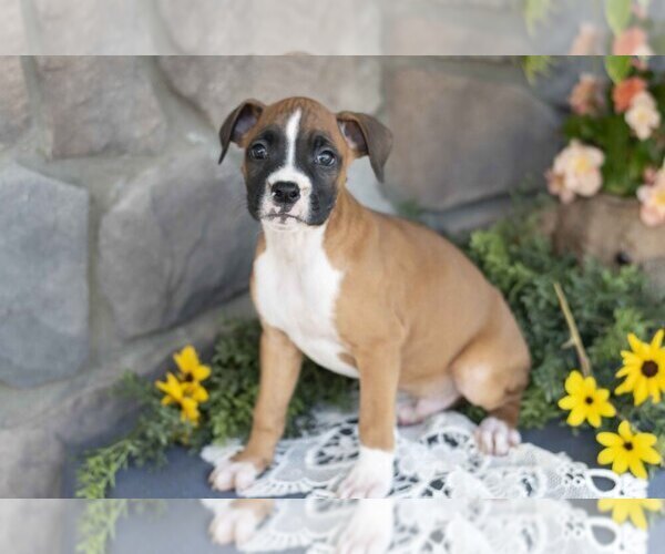 Medium Photo #2 Boxer Puppy For Sale in SHILOH, OH, USA