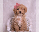Small Photo #69 Poodle (Toy) Puppy For Sale in WARSAW, IN, USA