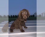 Small Photo #13 Labradoodle Puppy For Sale in BUXTON, ND, USA