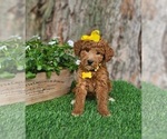 Small #4 Goldendoodle (Miniature)