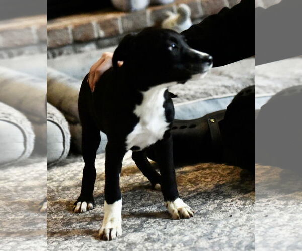 Medium Photo #2 Mutt Puppy For Sale in Mechanicsburg, PA, USA