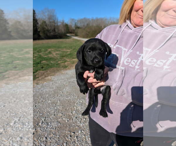 Medium Photo #5 Golden Labrador Puppy For Sale in SHERBURNE, NY, USA
