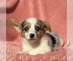 Pembroke Welsh Corgi Puppy for sale in MECHANICSVILLE, MD, USA