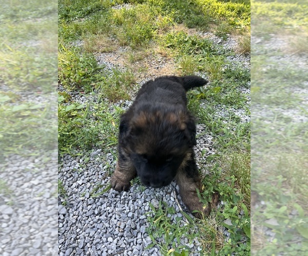 Medium Photo #2 German Shepherd Dog Puppy For Sale in HANSON, KY, USA