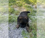 Small #1 German Shepherd Dog