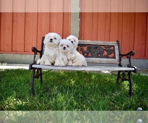 Shih Tzu Puppy for Sale in HAYWARD, California USA