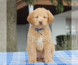 Labradoodle-Poodle (Miniature) Mix Puppy for sale in BIRD IN HAND, PA, USA