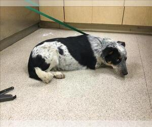 Mutt Dogs for adoption in Riverside, CA, USA