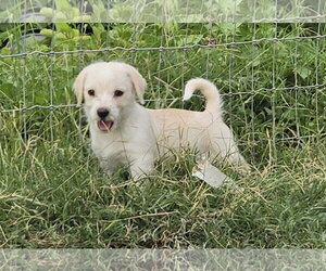 Shih Tzu-Unknown Mix Dogs for adoption in Peralta, NM, USA