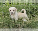 Small Shih Tzu Mix
