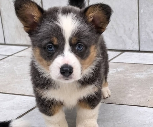 Medium Photo #1 Pembroke Welsh Corgi Puppy For Sale in MILTON, WI, USA