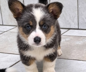 Pembroke Welsh Corgi Puppy for sale in MILTON, WI, USA