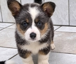 Small Pembroke Welsh Corgi
