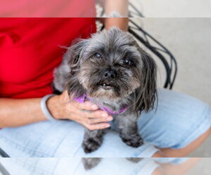 Shih Tzu-Unknown Mix Dogs for adoption in Mundelein, IL, USA