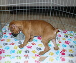 Small Photo #4 Boxer Puppy For Sale in ORO VALLEY, AZ, USA