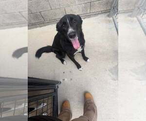 Australian Shepherd-Unknown Mix Dogs for adoption in Rowlett, TX, USA