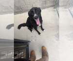 Jerry - Male Australian Shepherd-Unknown Mix Dog for Adoption - Small photo