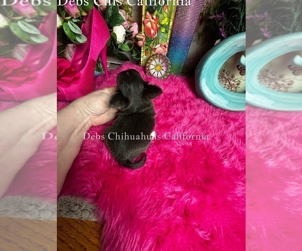 Medium Photo #2 Chihuahua Puppy For Sale in TRACY, CA, USA