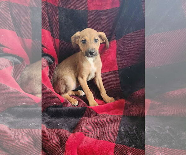 Medium Photo #3 Labbe Puppy For Sale in SHERBURNE, NY, USA