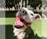 Small American Bulldog Mix