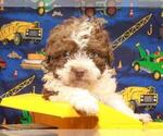 Small Photo #6 Poodle (Toy) Puppy For Sale in SHAWNEE, OK, USA