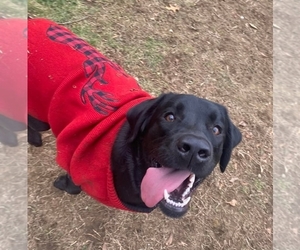 Labrador Retriever Puppy for sale in COLCHESTER, CT, USA