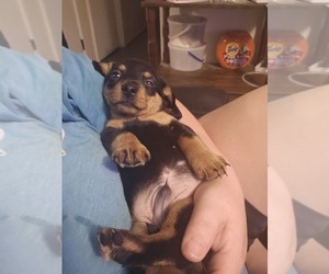 Dachshund Puppy for sale in SPIRO, OK, USA