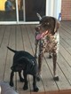 Small Photo #1 German Shorthaired Pointer Puppy For Sale in LITTLETON, CO, USA
