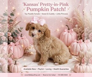 Poodle (Toy) Puppy for sale in TAYLOR, TX, USA