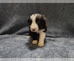 Small Photo #150 Border Collie Puppy For Sale in NORBORNE, MO, USA