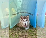 Small #8 Siberian Husky Mix