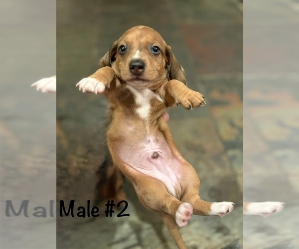Medium Photo #8 Dachshund Puppy For Sale in WILLIAMSBURG, VA, USA