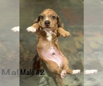 Small #7 Dachshund