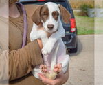 Small #3 Borador