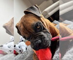 Small #6 Boxer