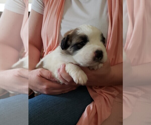 Medium Photo #1 Newfoundland-Saint Bernard Mix Puppy For Sale in BERESFORD, SD, USA