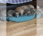 Small #4 Dachshund