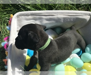 Boxer Puppy for sale in GREENFIELD, TN, USA