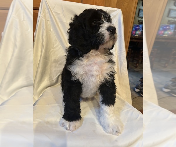 Medium Photo #8 Bernedoodle Puppy For Sale in TRENTON, GA, USA