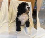 Small #7 Bernedoodle