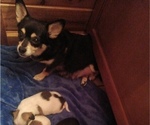 Small Photo #1 Malchi Puppy For Sale in WOBURN, MA, USA