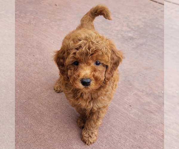 Medium Photo #3 Goldendoodle (Miniature) Puppy For Sale in NARVON, PA, USA