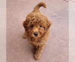 Small #2 Goldendoodle (Miniature)