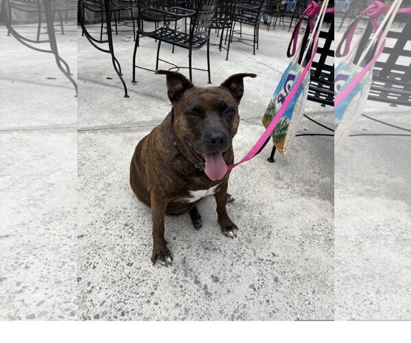 Medium Photo #10 Staffordshire Bull Terrier-Unknown Mix Puppy For Sale in Tracy City, TN, USA
