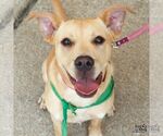 Small #11 Labrador Retriever Mix