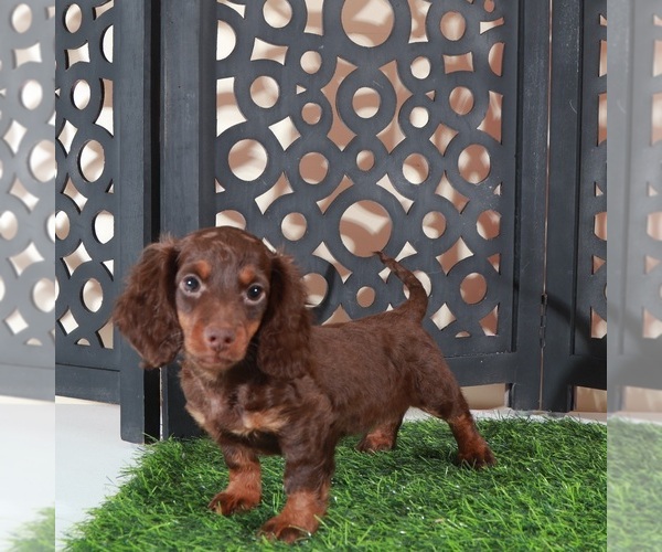 Medium Photo #4 Dachshund Puppy For Sale in MOUNT VERNON, OH, USA