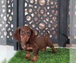 Small #3 Dachshund