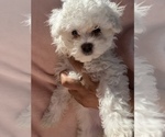 Small Photo #2 Poodle (Miniature) Puppy For Sale in MANASSAS, VA, USA